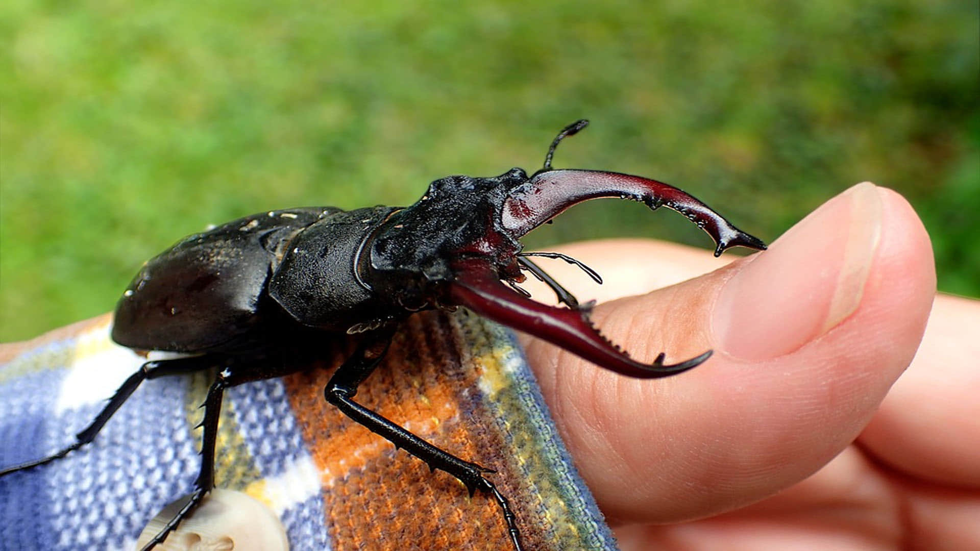 World’s Most Expensive Insect Stag Beetle know its details in hindi