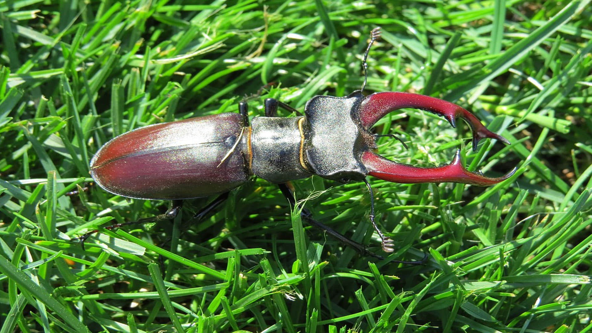 World’s Most Expensive Insect Stag Beetle know its details in hindi