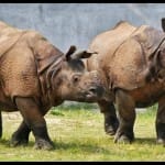 गोरखपुर प्राणी उद्यान पहुंचे हर और गौरी गेंडे