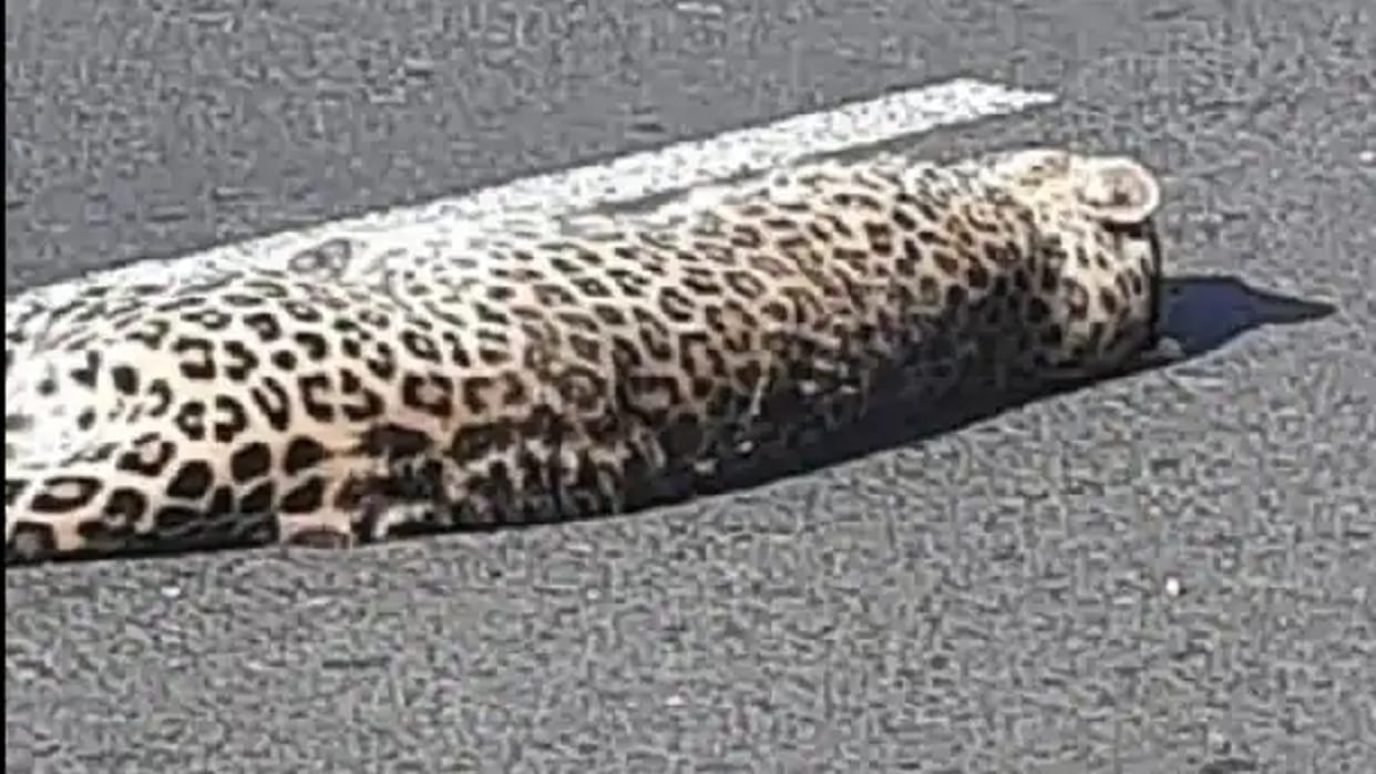 Chhindwara: Leopard injured in collision with speeding vehicle, reached the forest while dragging, staff engaged in search