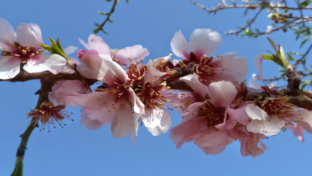 kashmir Valley ready to celebrate Mausam-e-Bahar