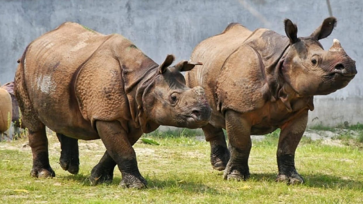 Gorakhpur Zoo can become rhinoceros breeding center