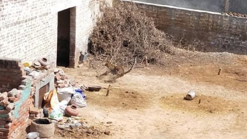 A wild animal entered village Kukdawali of fatehabad