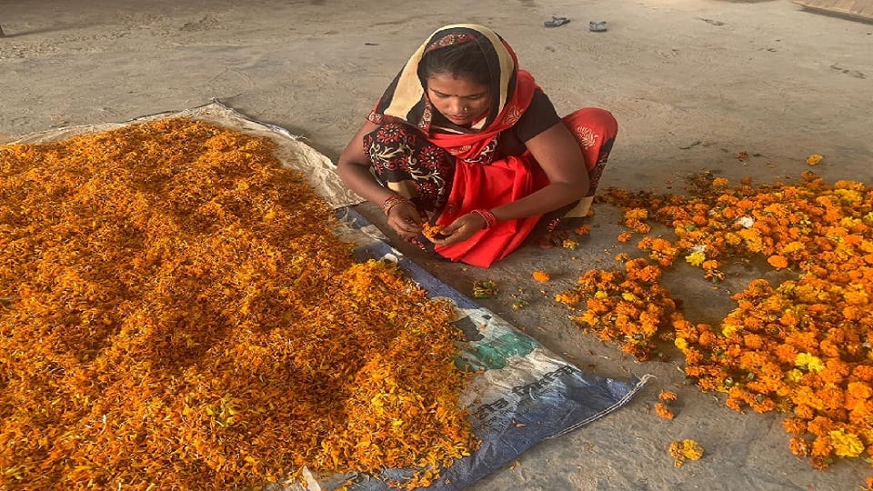 poonam sehrawat of gurugram is doing job of making gulal from flowers of temples