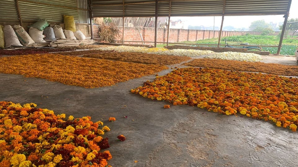poonam sehrawat of gurugram is doing job of making gulal from flowers of temples