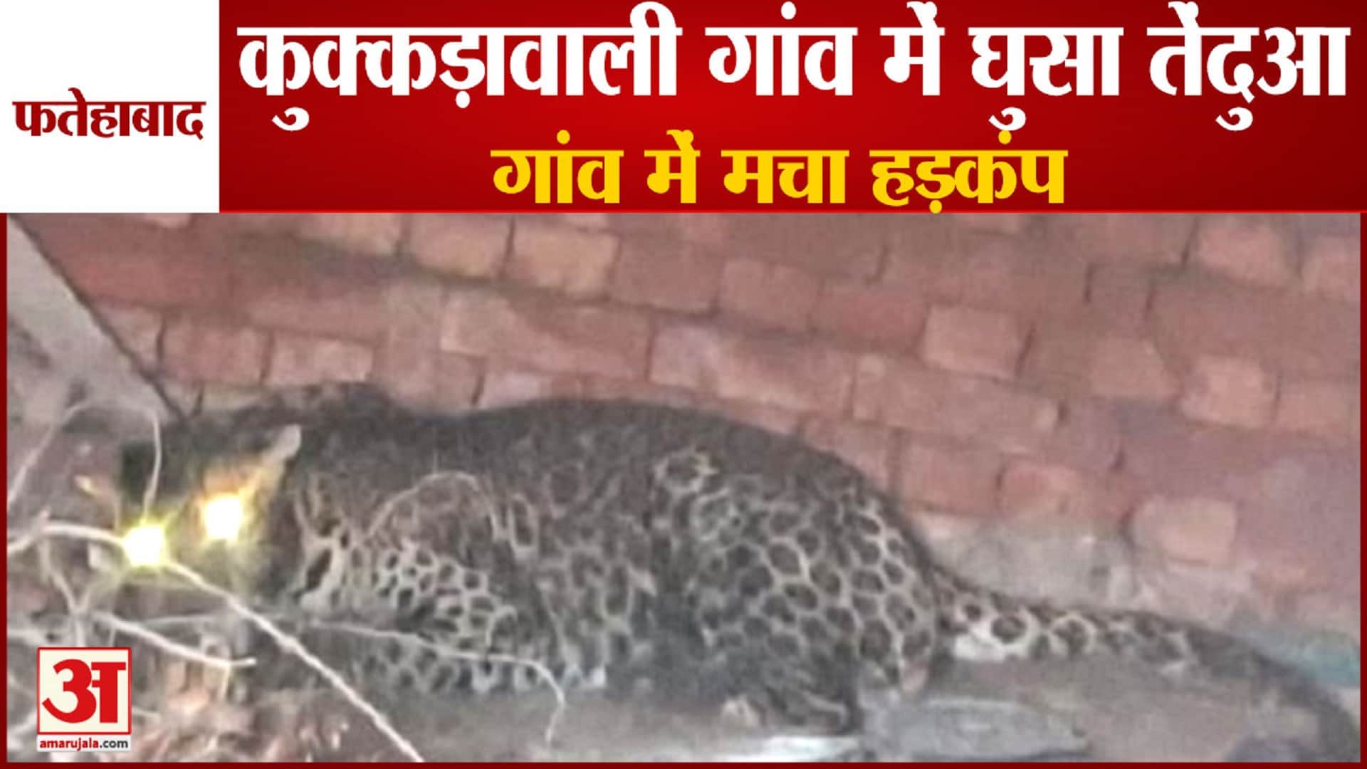 कुक्कड़ावाल गांव में तेंदुआ