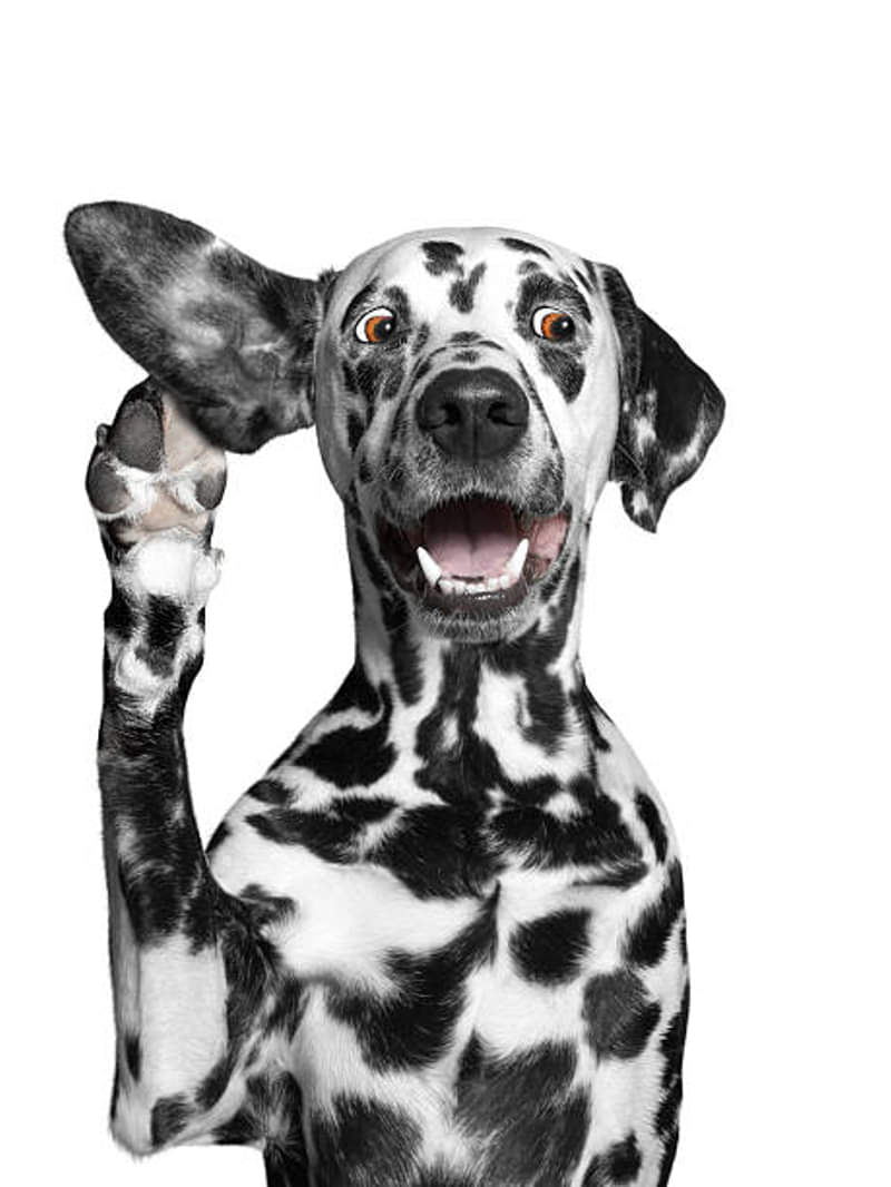 दुनिया के सबसे खतरनाक कुत्ते