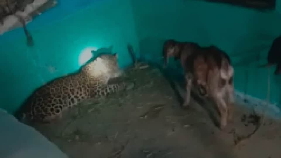 Balaghat: Two leopards entered the house, one ran away with a goat, the villagers surrounded the other with sticks
