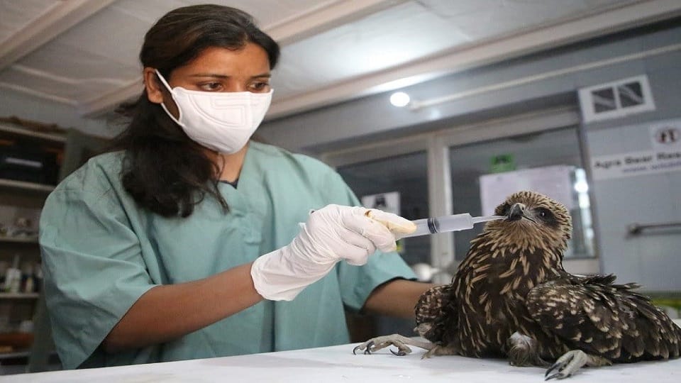 Wildlife Sos Team Saved Eagle Injured Cut by Kite Manja in Agra News 