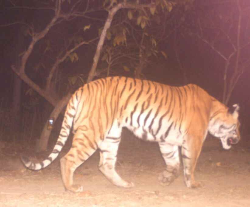 The forest of Valmiki Tiger Reserve started falling short for tigers