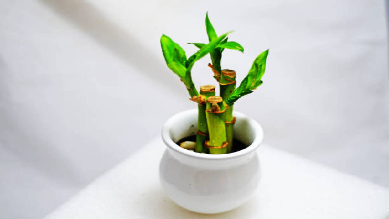 Vastu Tips in hindi Keep these things in mind while planting bamboo plant at home or office