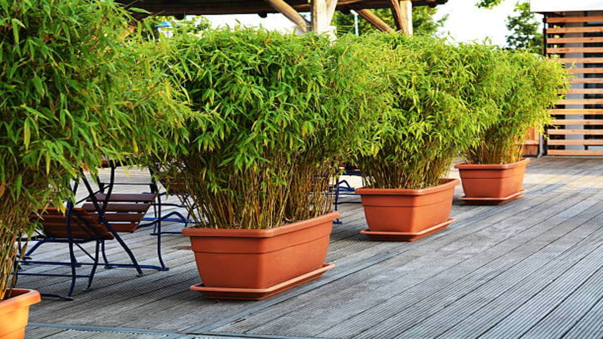 Vastu Tips in hindi Keep these things in mind while planting bamboo plant at home or office