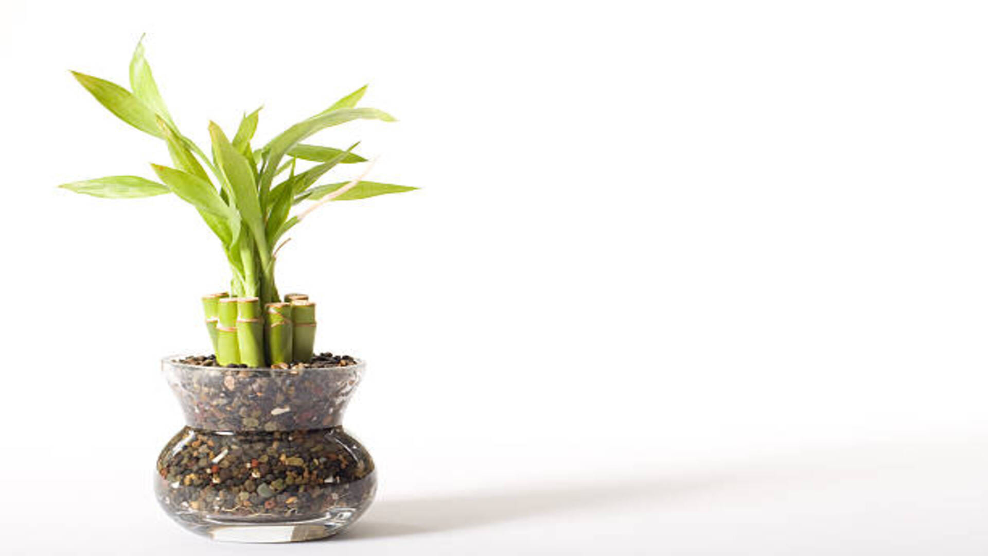 Vastu Tips Put These Plants at Home for Happiness and Prosperity According to Vastu Shastra