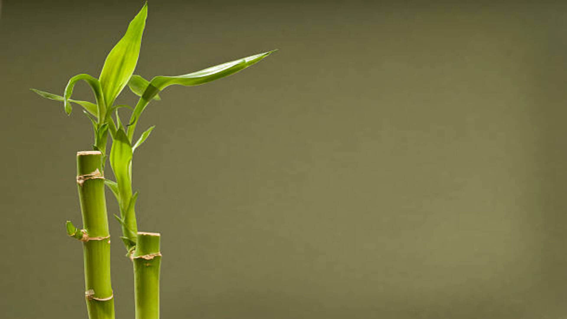 Vastu Tips in hindi Keep these things in mind while planting bamboo plant at home or office