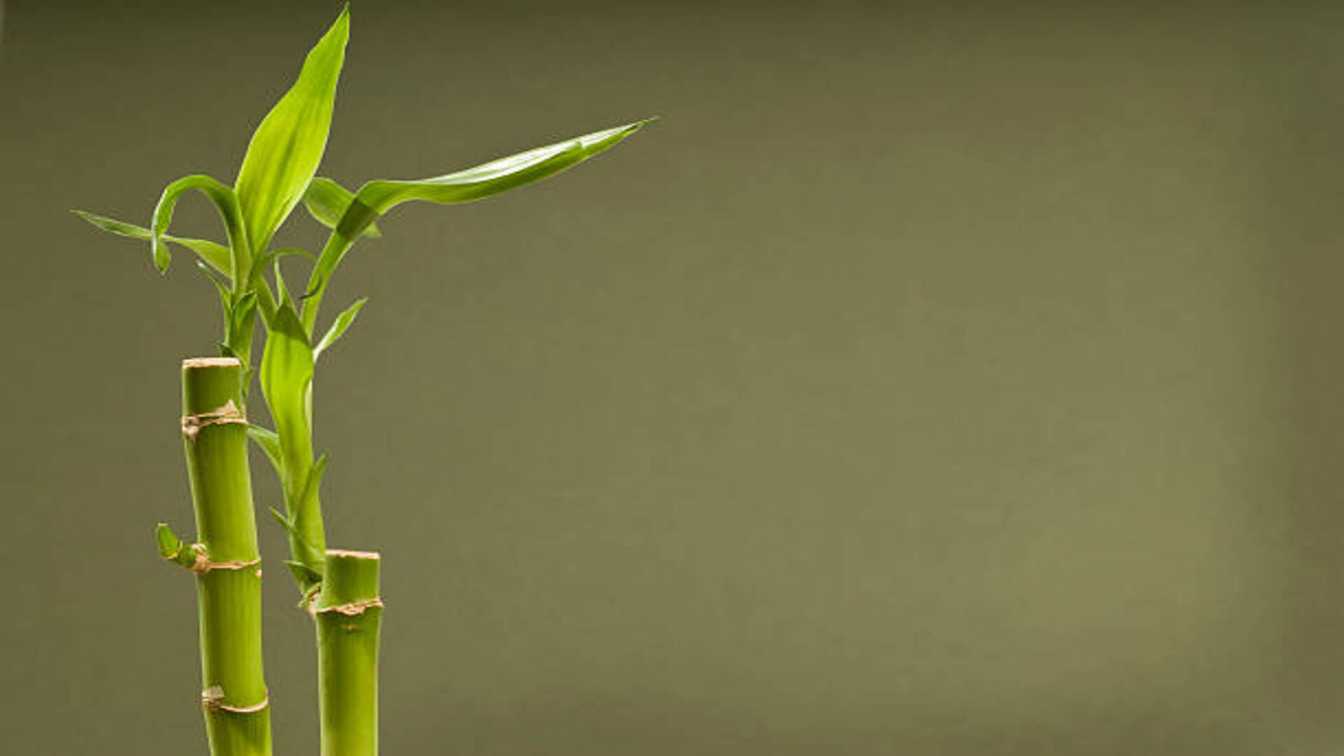 Vastu Tips in hindi Keep these things in mind while planting bamboo plant at home or office