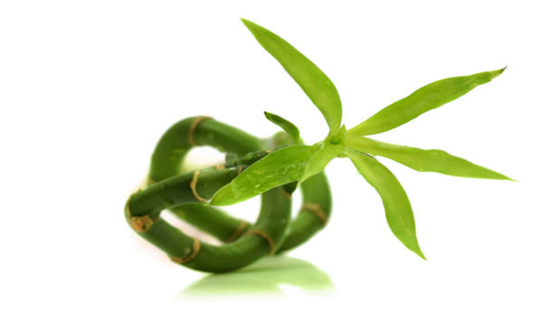 Vastu Tips in hindi Keep these things in mind while planting bamboo plant at home or office