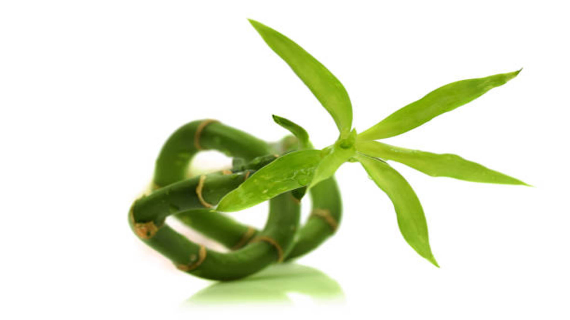 Vastu Tips in hindi Keep these things in mind while planting bamboo plant at home or office