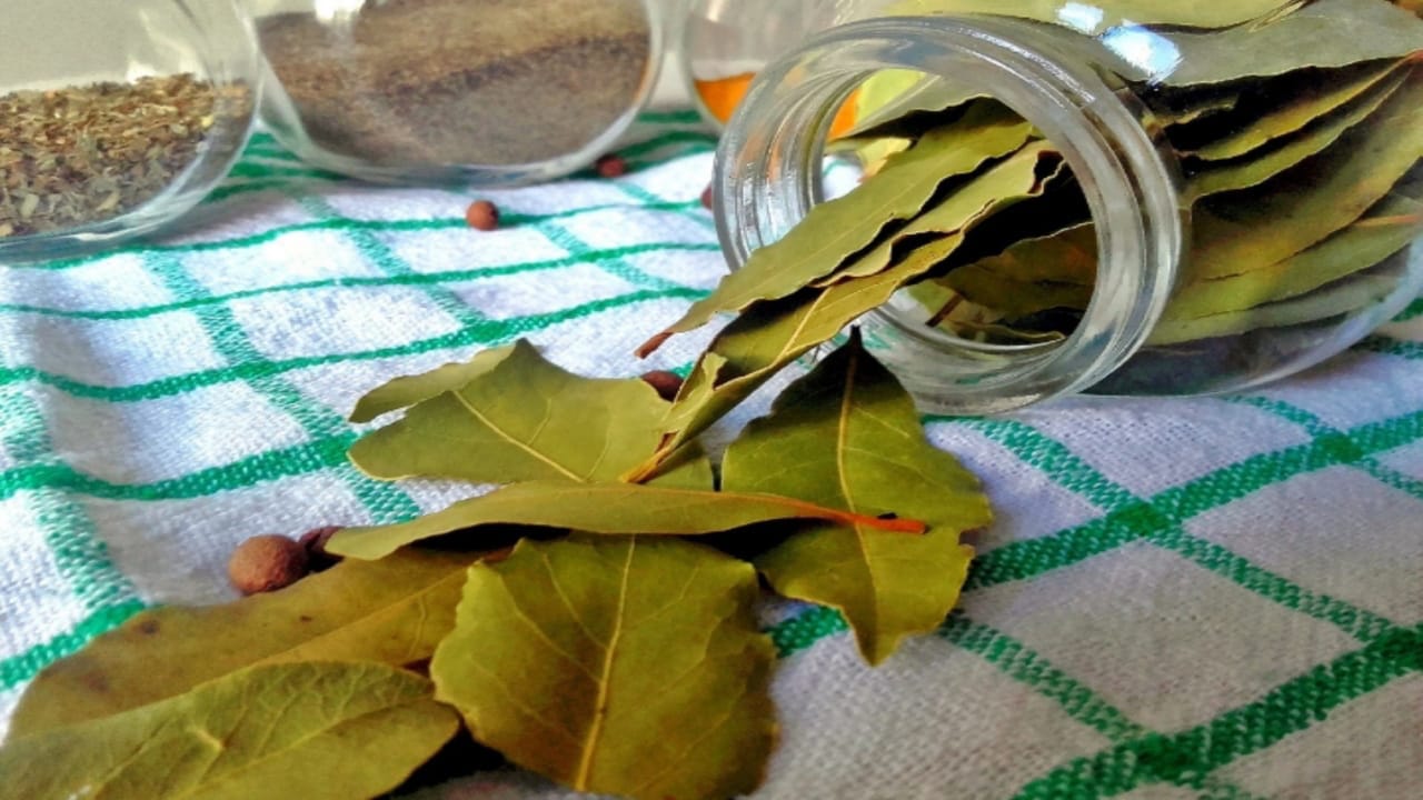 Business Ideas you will earn so much money after starting bay leaf business
