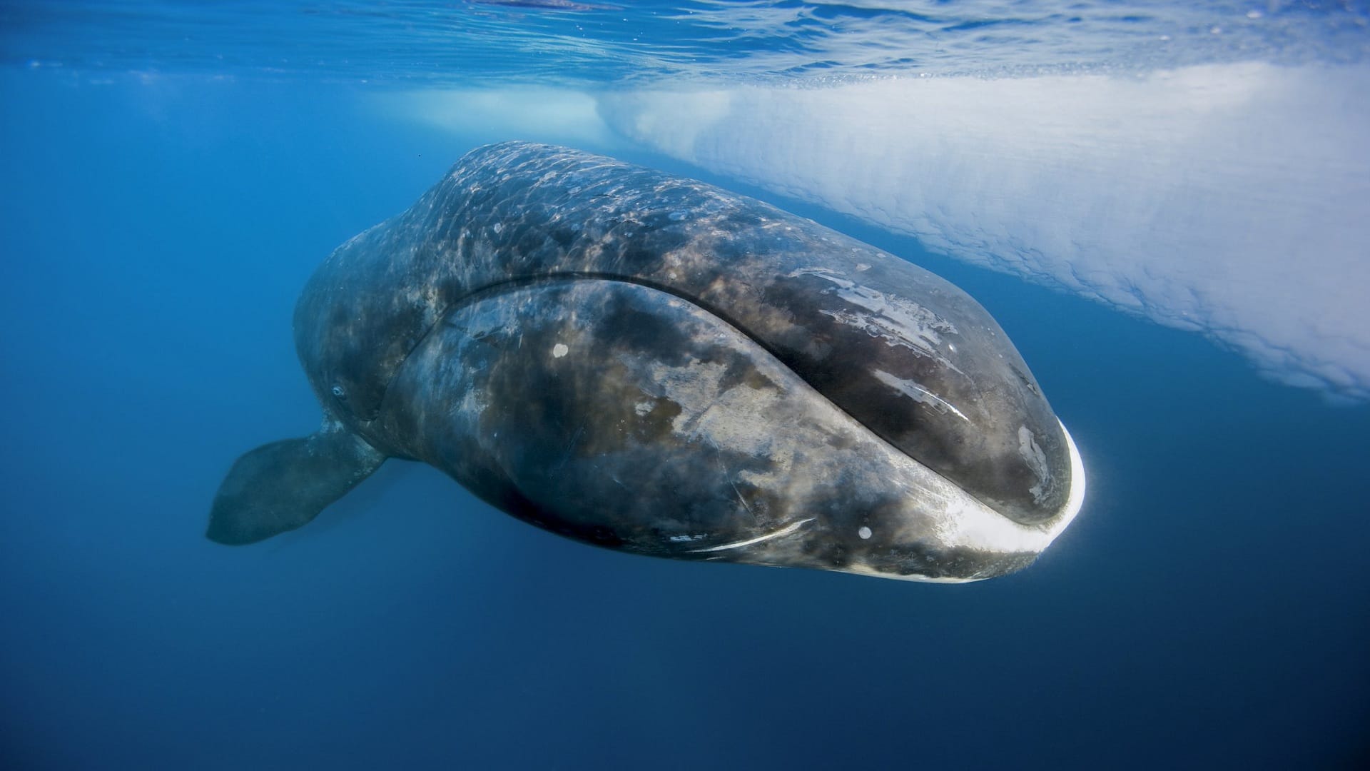 longest lived Greenland shark found dead on a beach in England