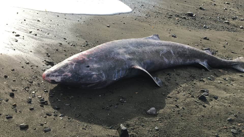 longest lived Greenland shark found dead on a beach in England