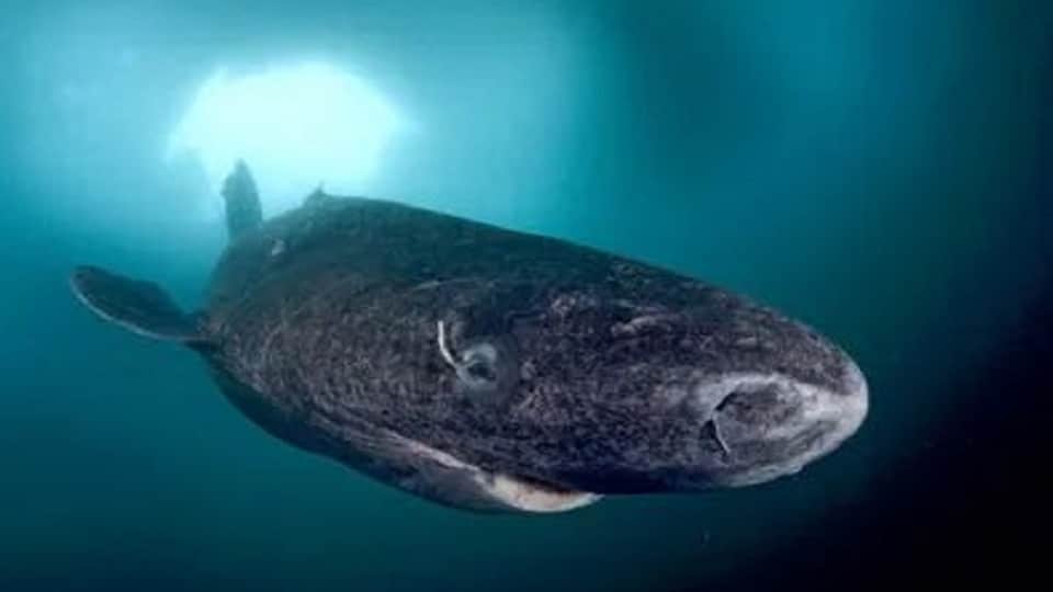 longest lived Greenland shark found dead on a beach in England