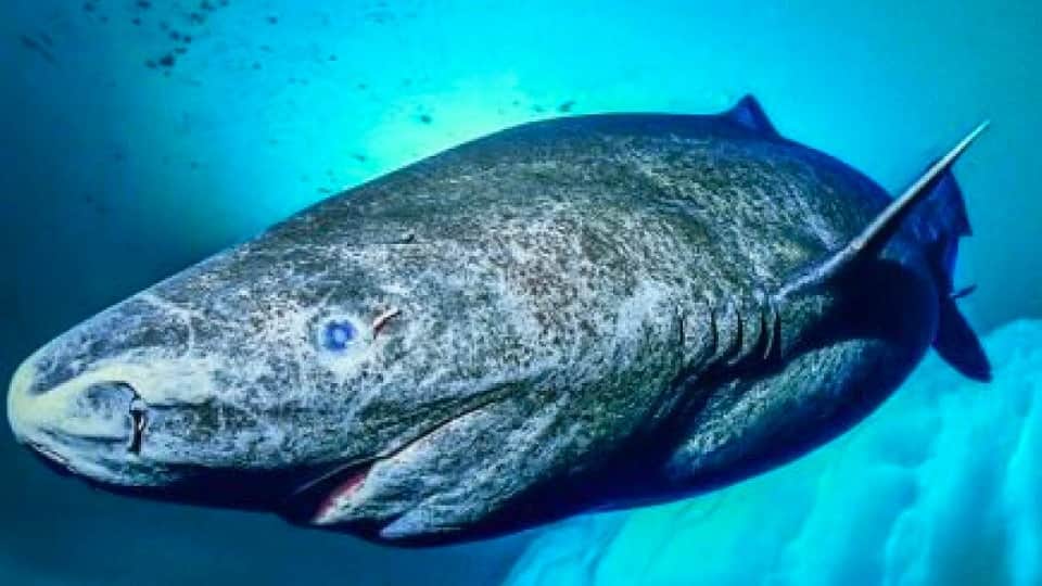 longest lived Greenland shark found dead on a beach in England