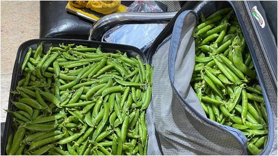 Green peas came out from bag of IPS Arun Bothra during a search at Jaipur Airport