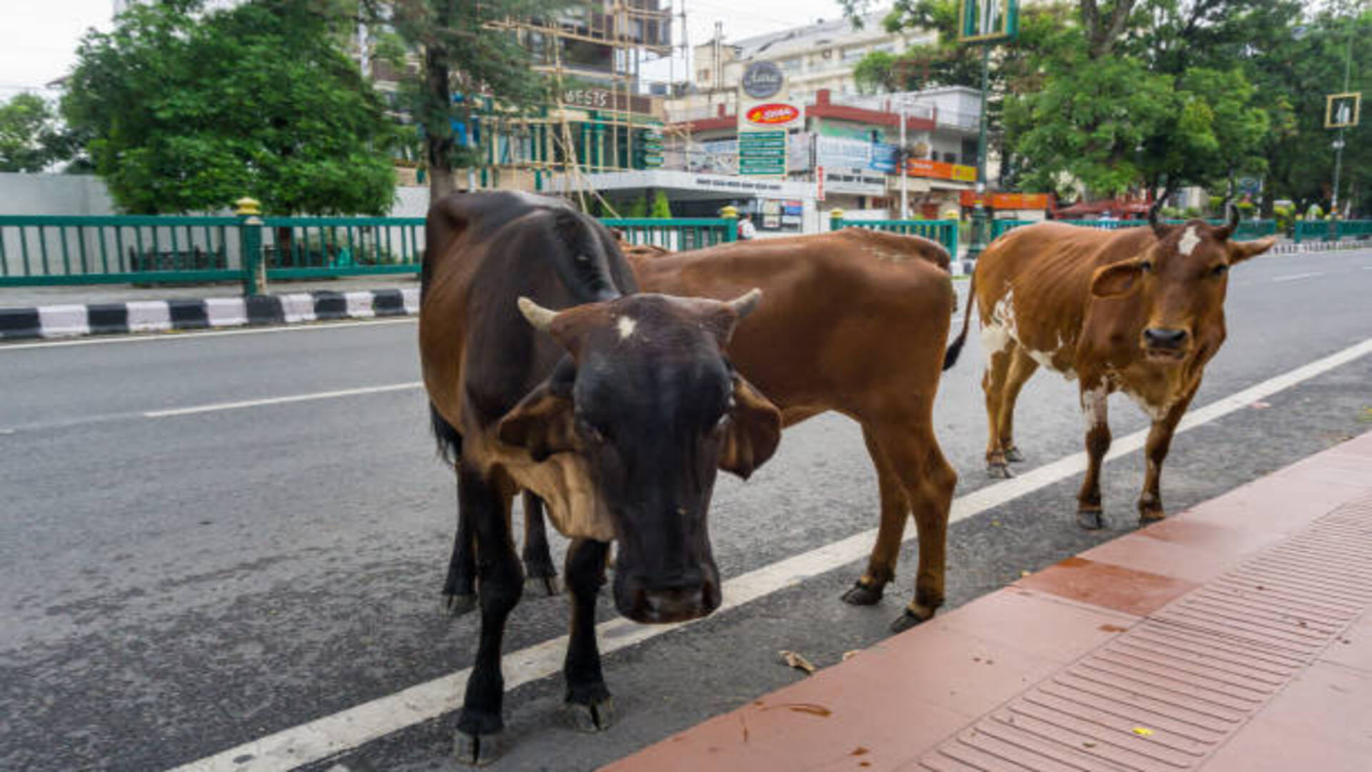 Jyotish Upay These Astrological remedies related to Cow Worship may resloves all your problems