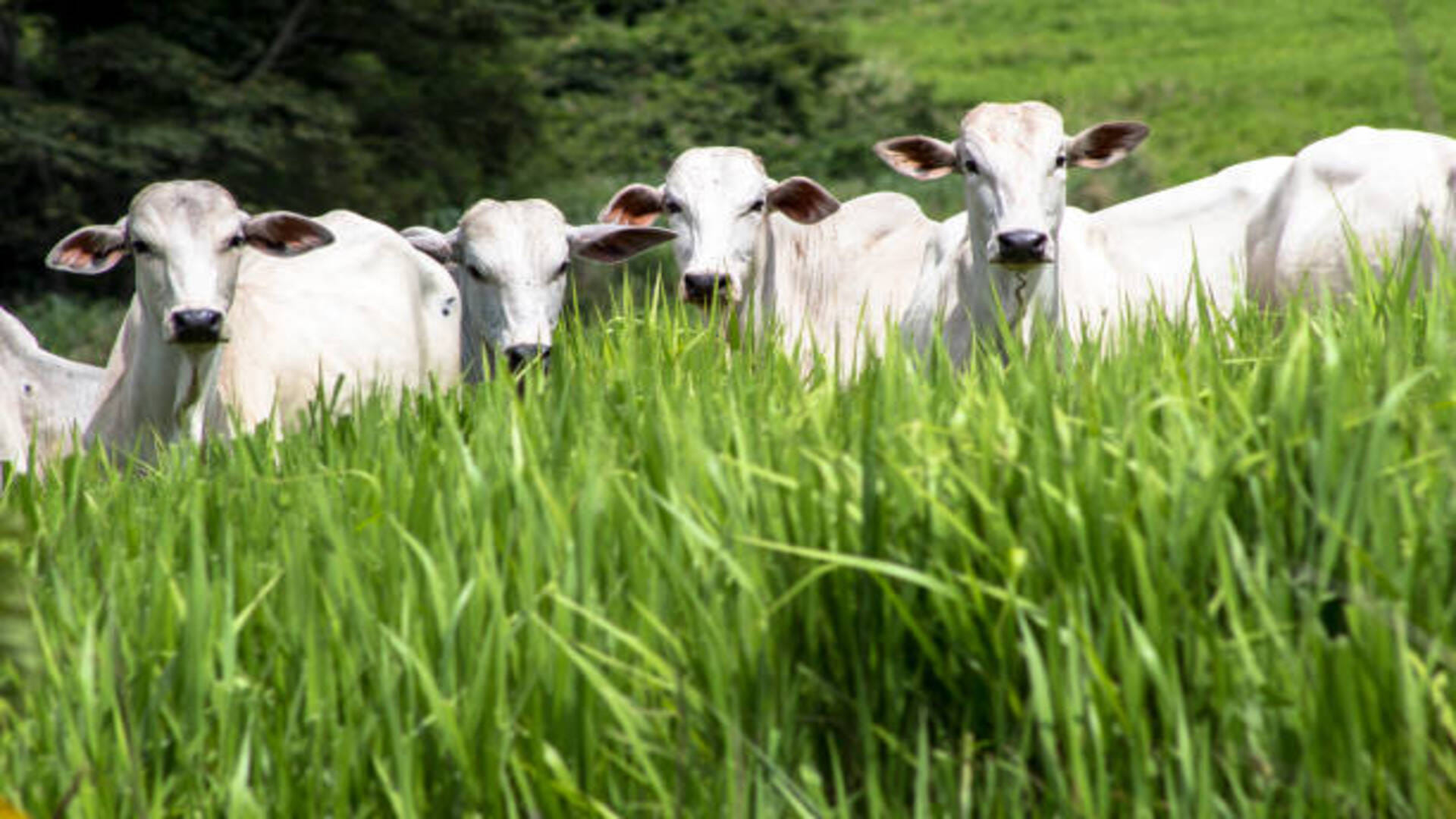 Jyotish Upay These Astrological remedies related to Cow Worship may resloves all your problems