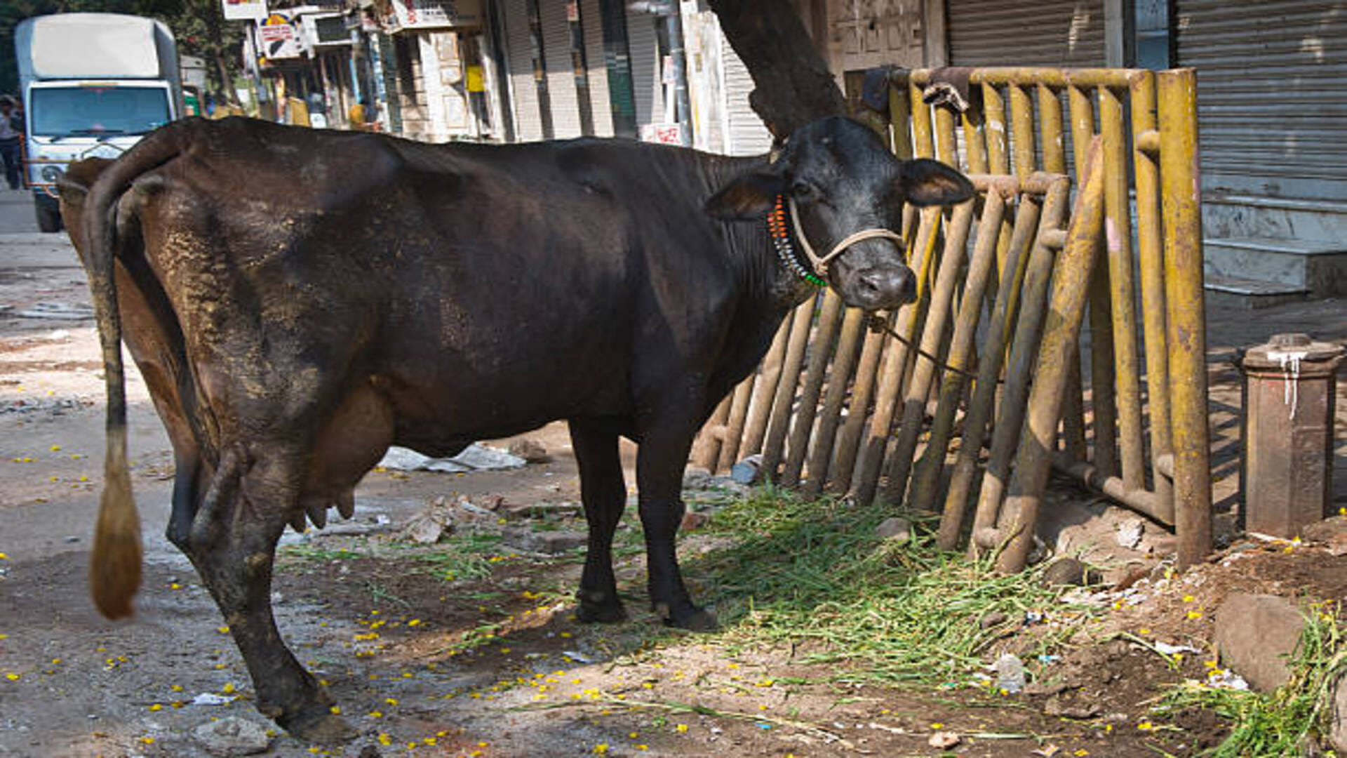 Jyotish Upay These Astrological remedies related to Cow Worship may resloves all your problems