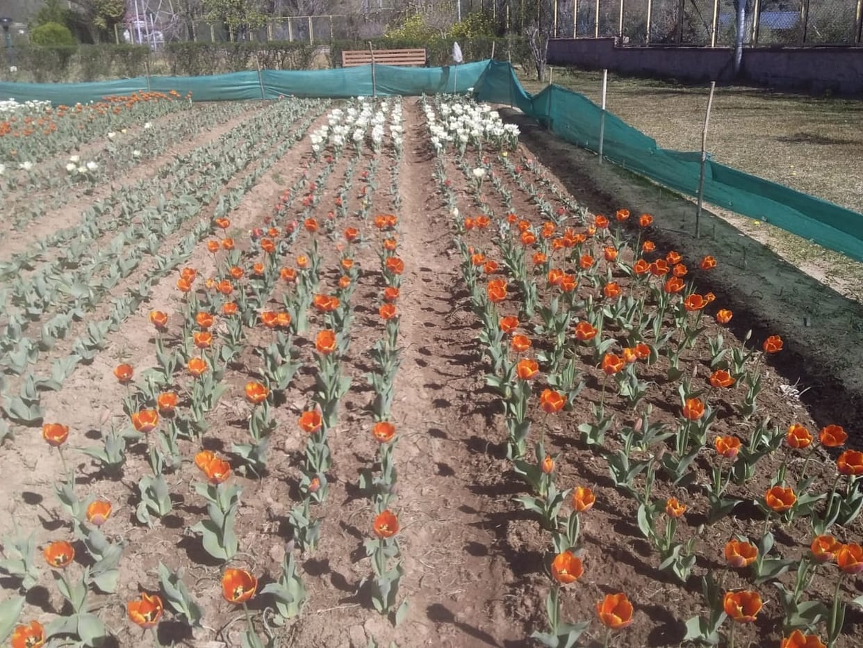 tulip garden