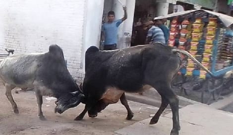 Panic among the shopkeepers due to the fight of the bulls in Mailani