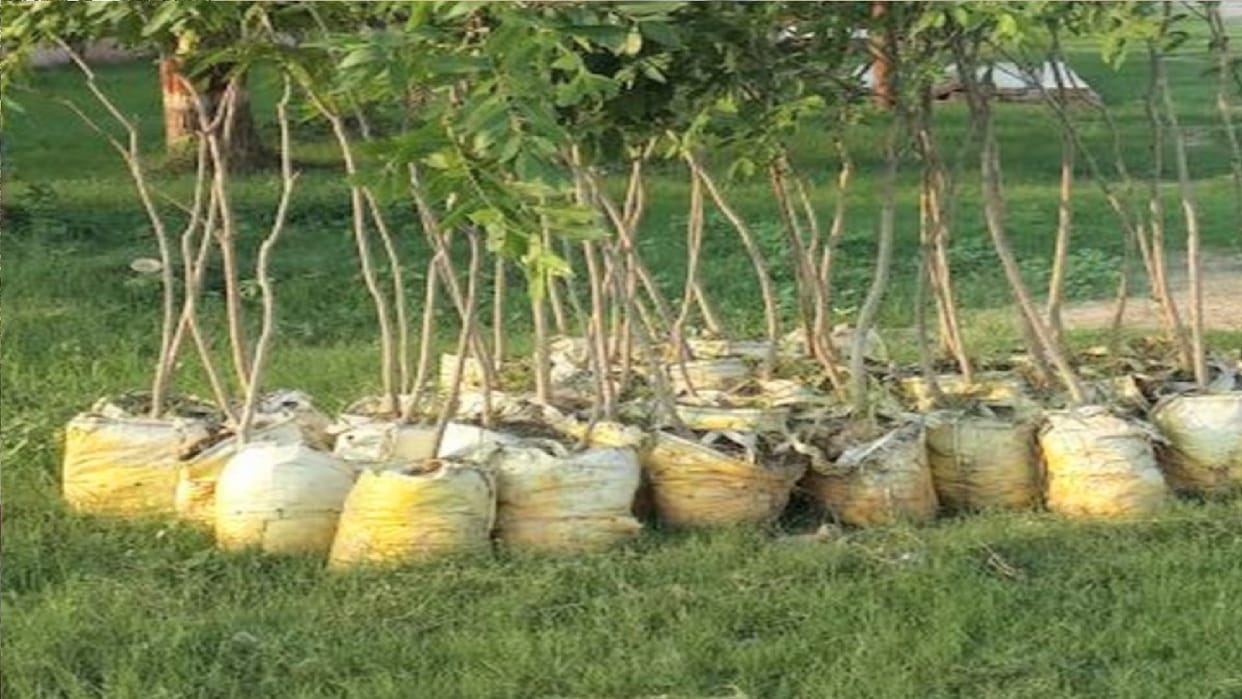 Plantation through wind, will get relief from global warming