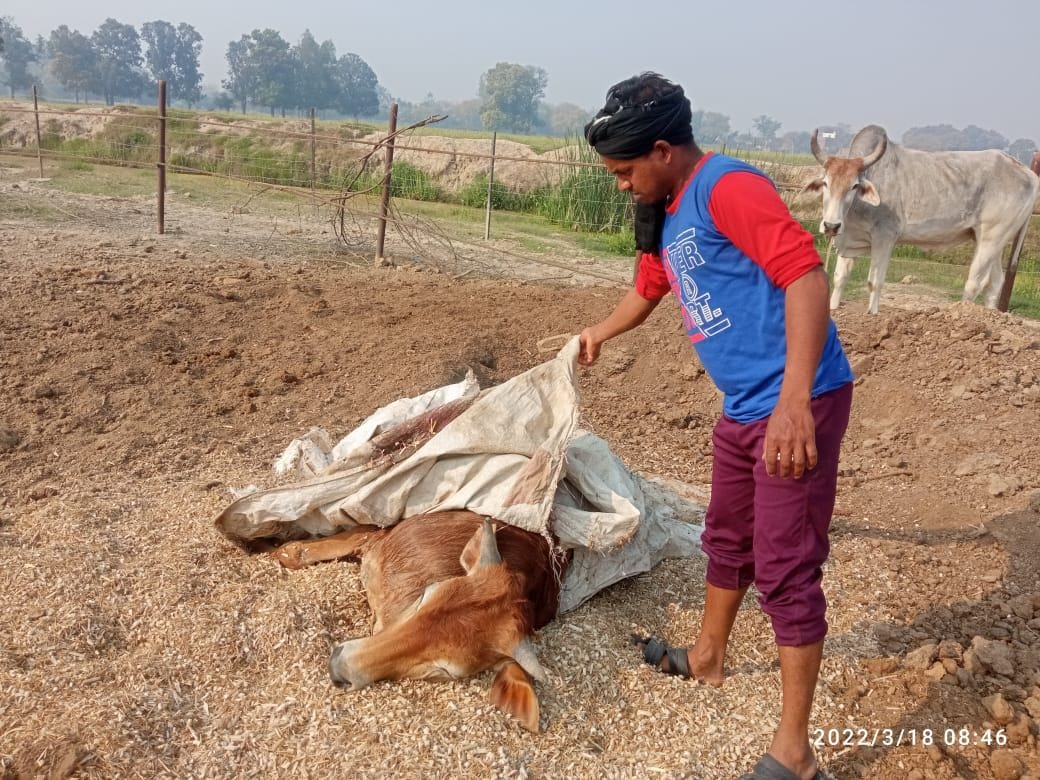 auraiya news,Cattle getting sick from eating dry straw, three died