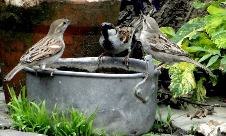 sparrow