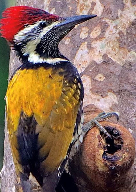 247 species of birds found in Panna Tiger