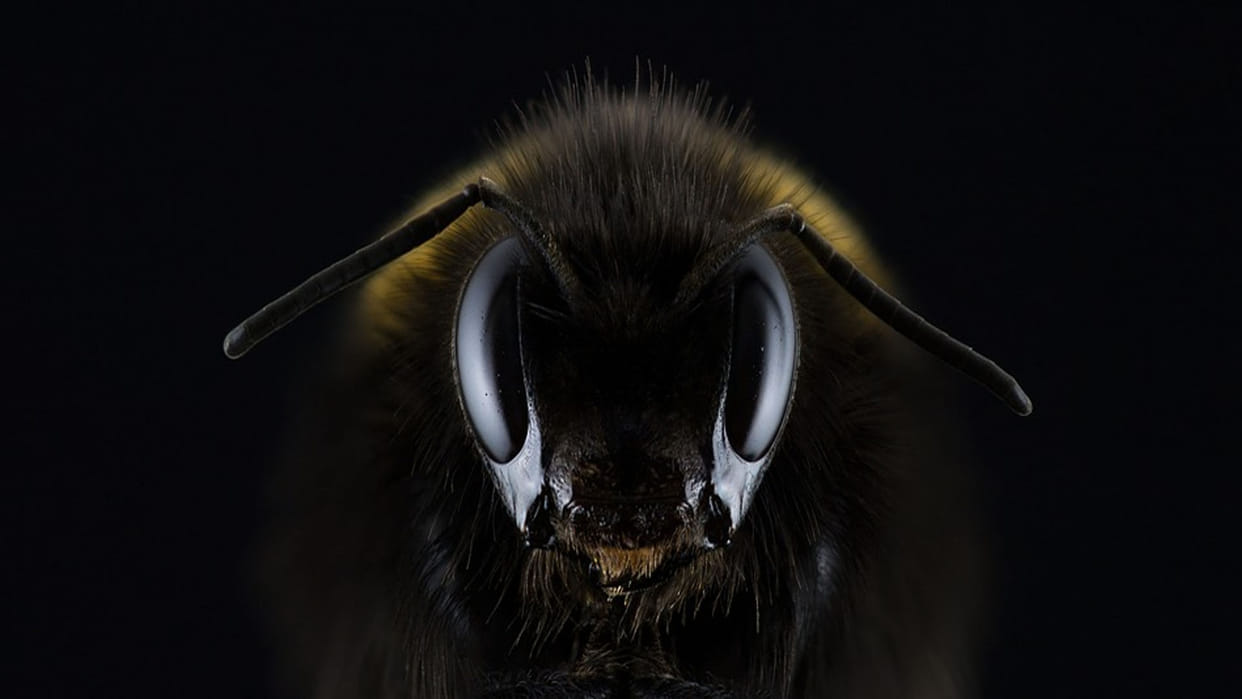 killer bees created by scientist in a wrong experiment