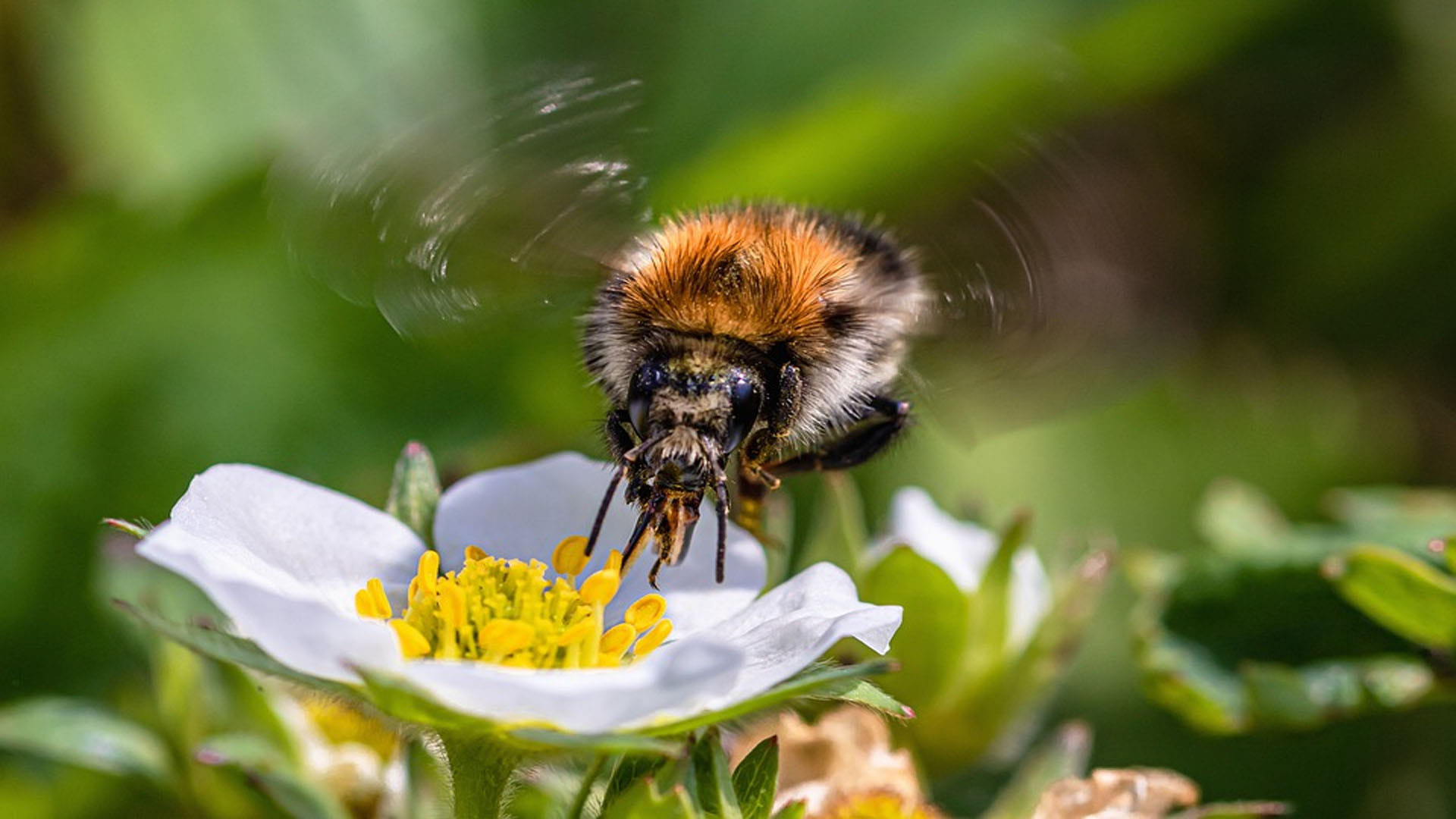 killer bees created by scientist in a wrong experiment