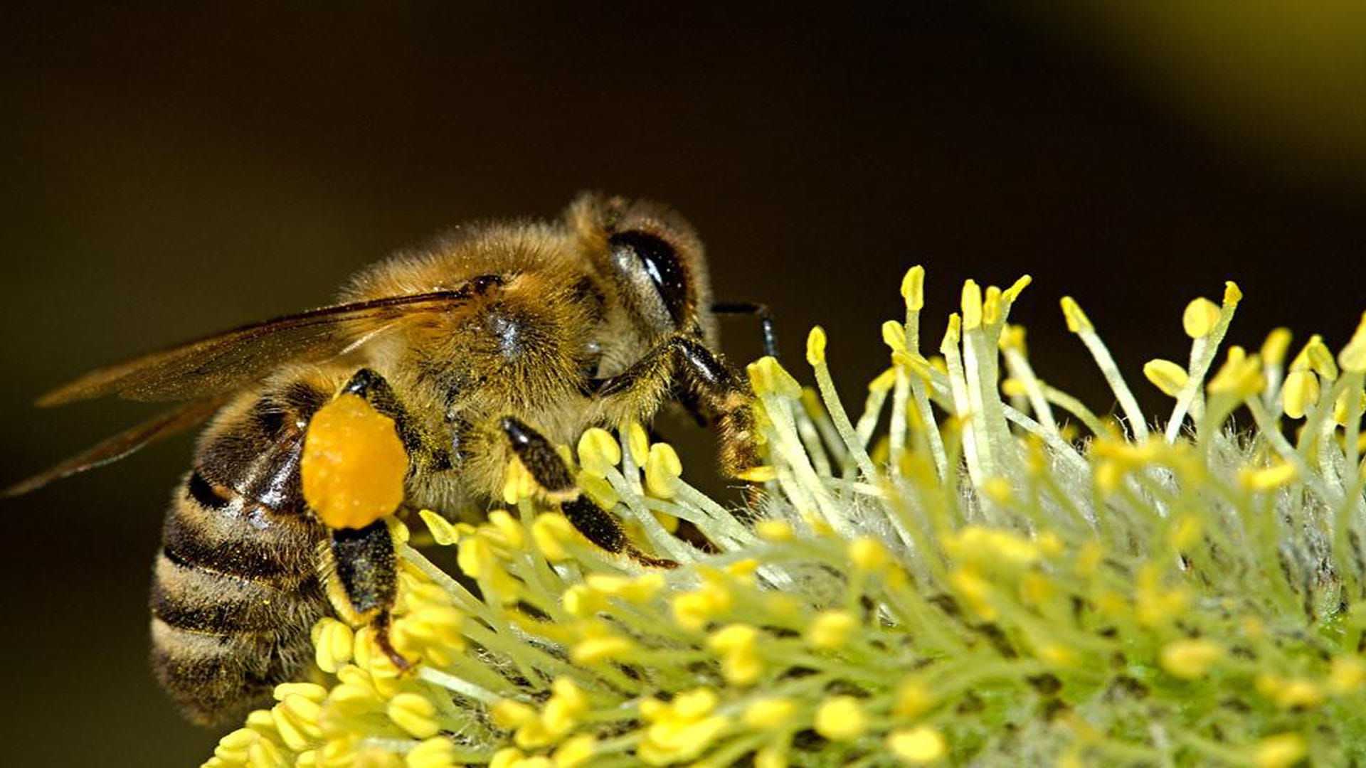 killer bees created by scientist in a wrong experiment