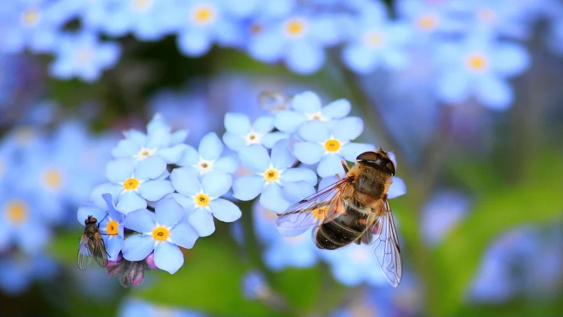 killer bees created by scientist in a wrong experiment