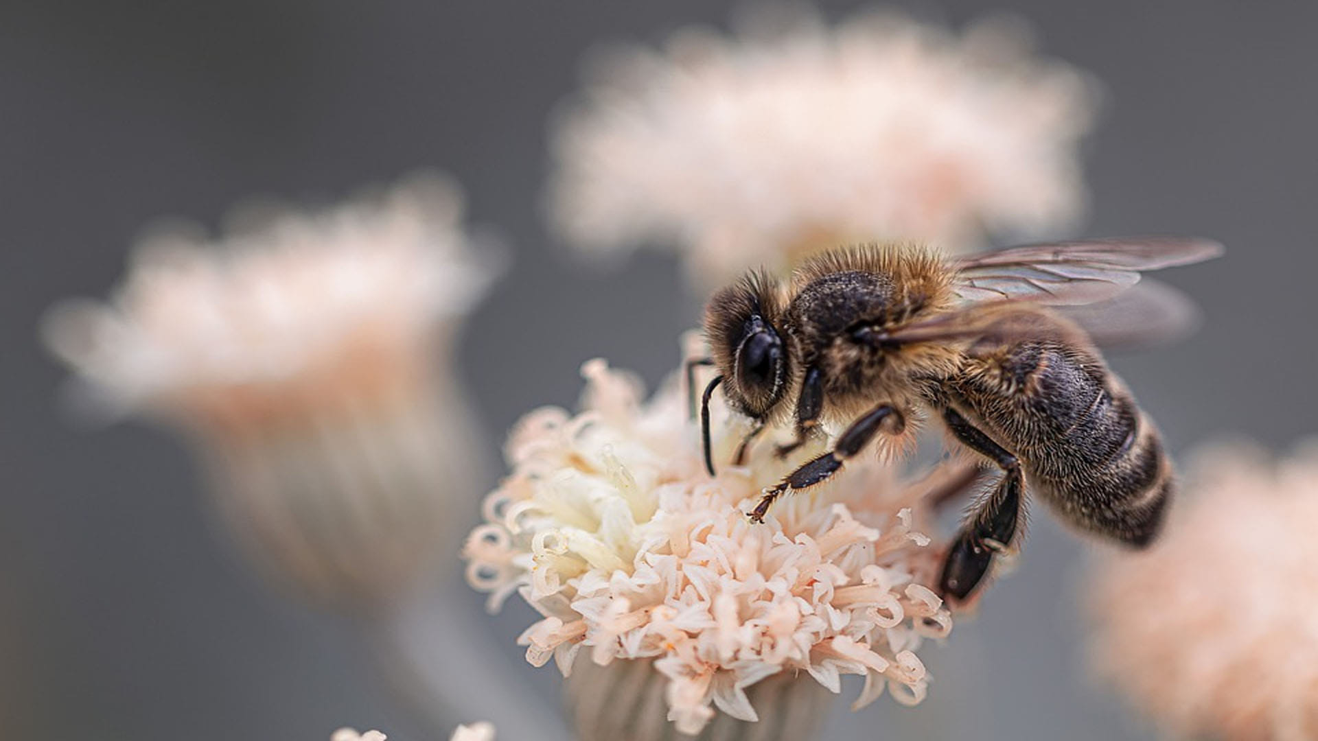 killer bees created by scientist in a wrong experiment