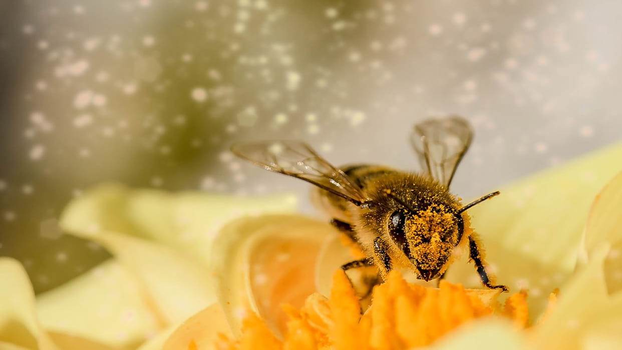 Fish can count bees have the fastest IQ