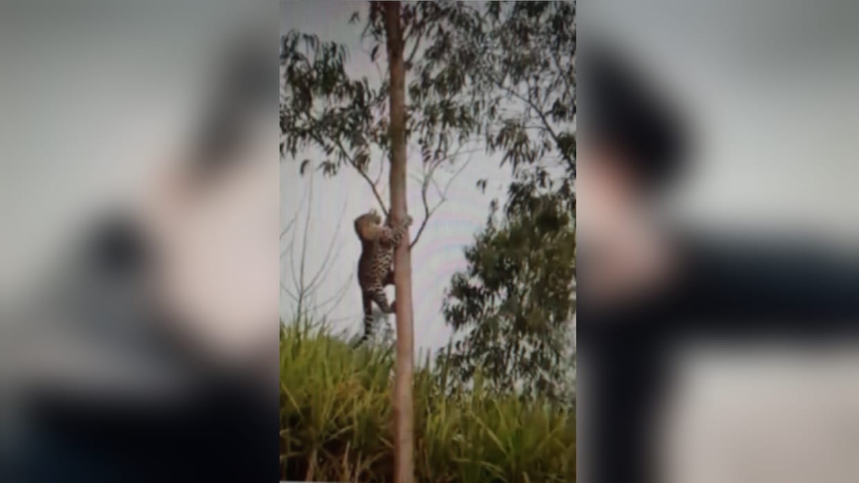 UP News: A video viral of leopard in Muzaffarnagar fear is farmers