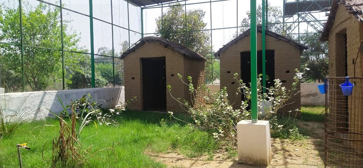 Birds like to live with humans in homes, 45 percent population reduction due to pucca houses