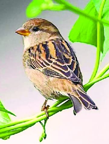 The ugly little sparrow is the courtyard of the house that is deserted