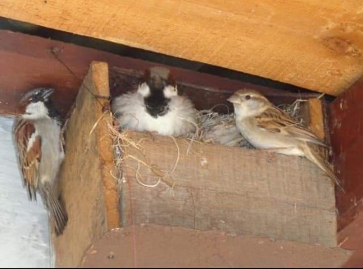 World Sparrow Day Celebration