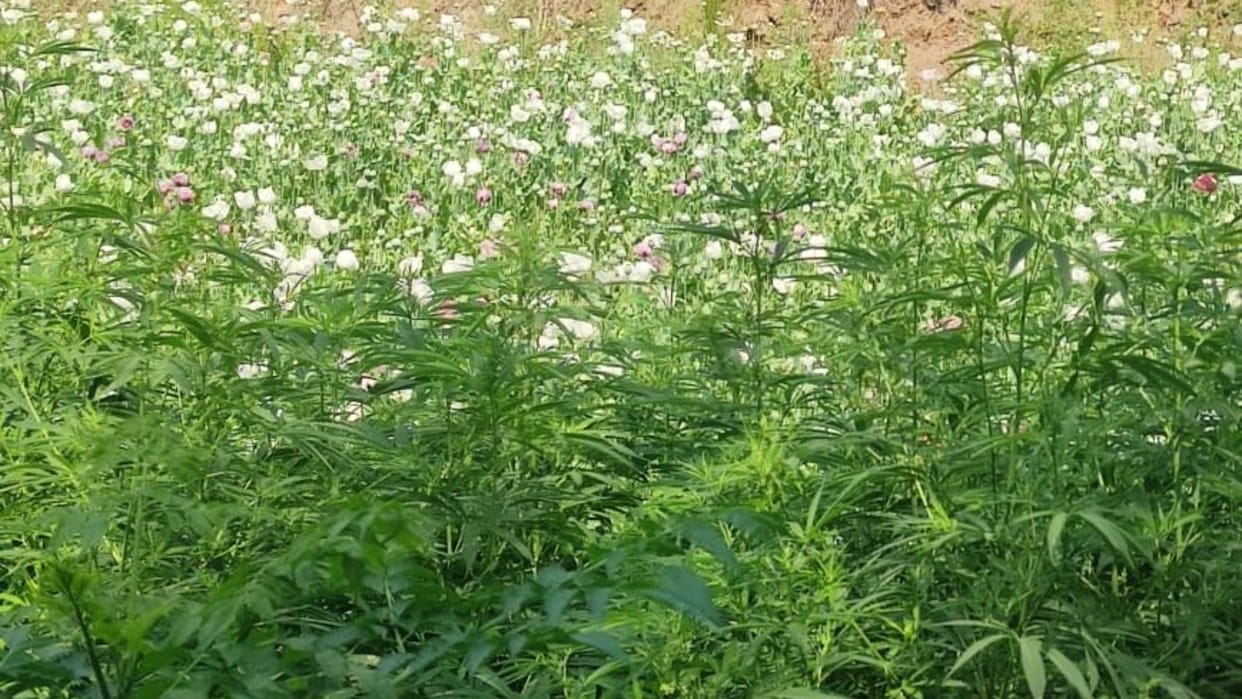 Opium cultivation caught in Jind of Haryana