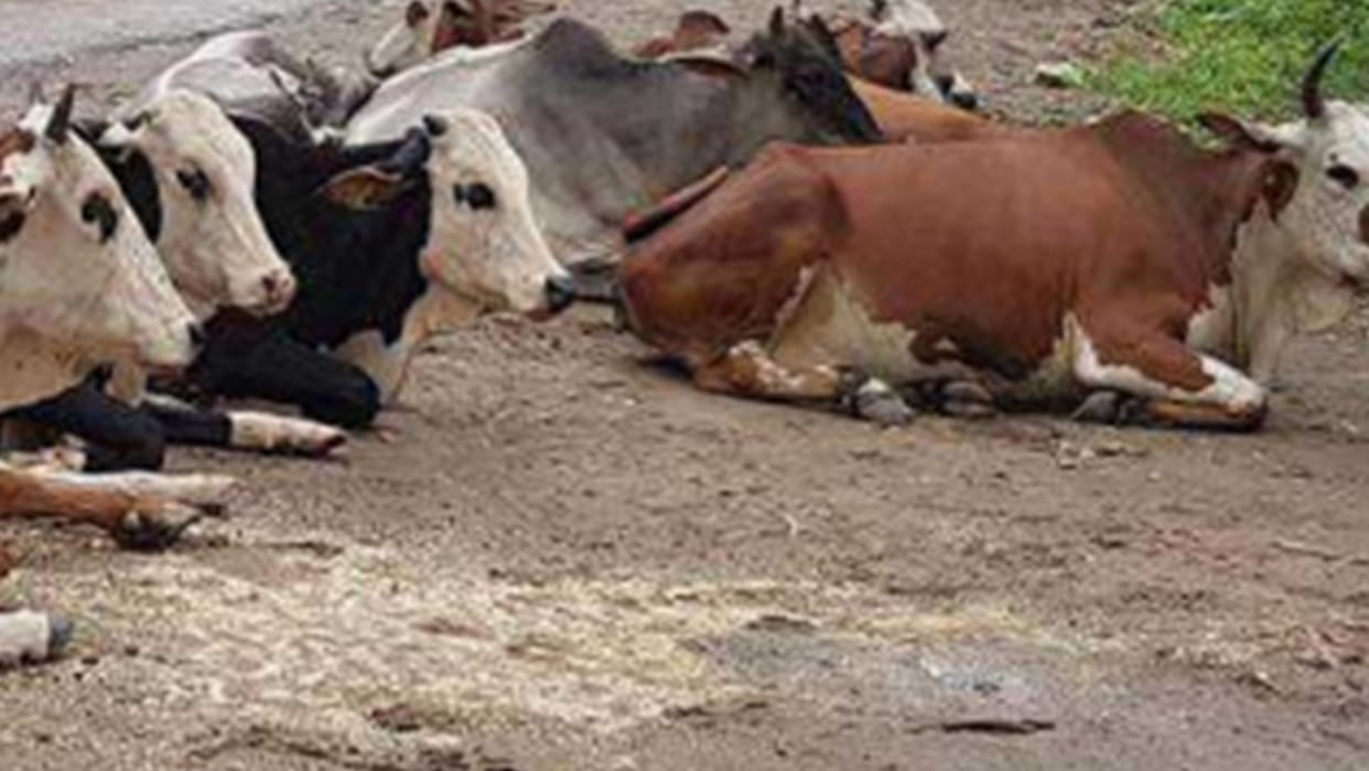 Police caught a truck with cattle in Sitapur.