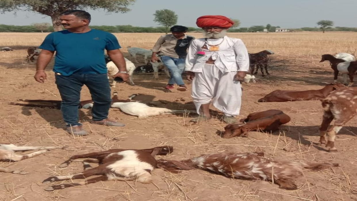 15 goats died after eating poisonous beans in Pali