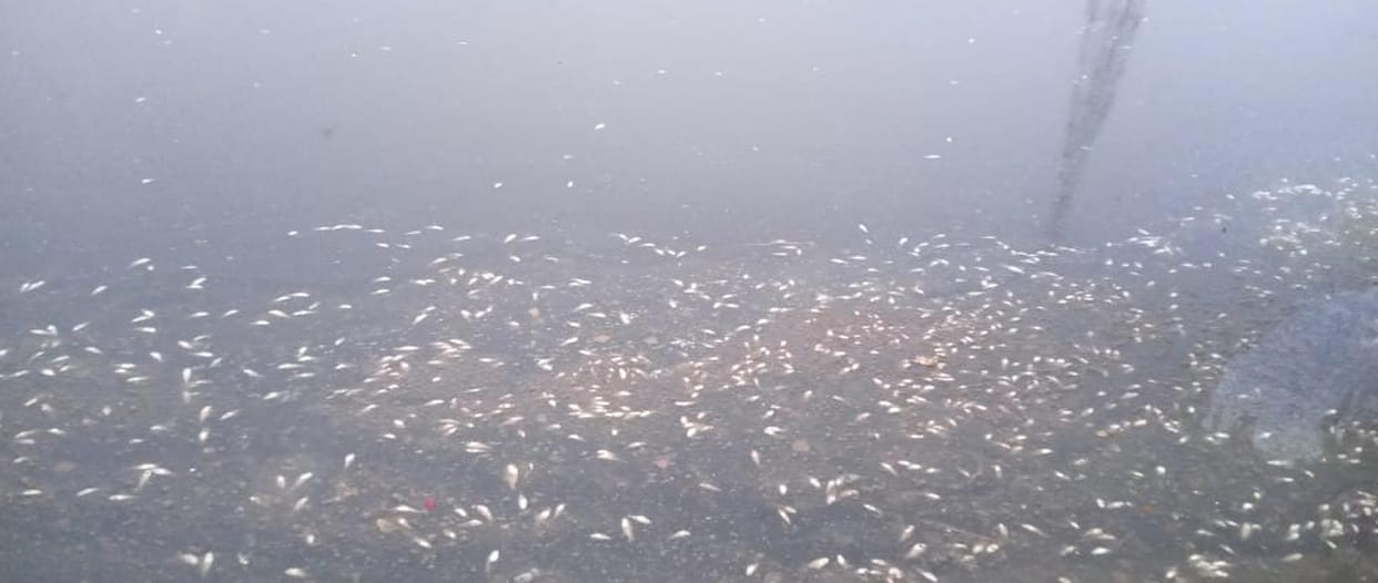 THOUSANDS of fishes died in har ki podi, polluted water